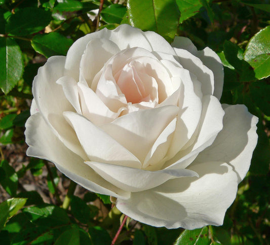Roses Iceberg