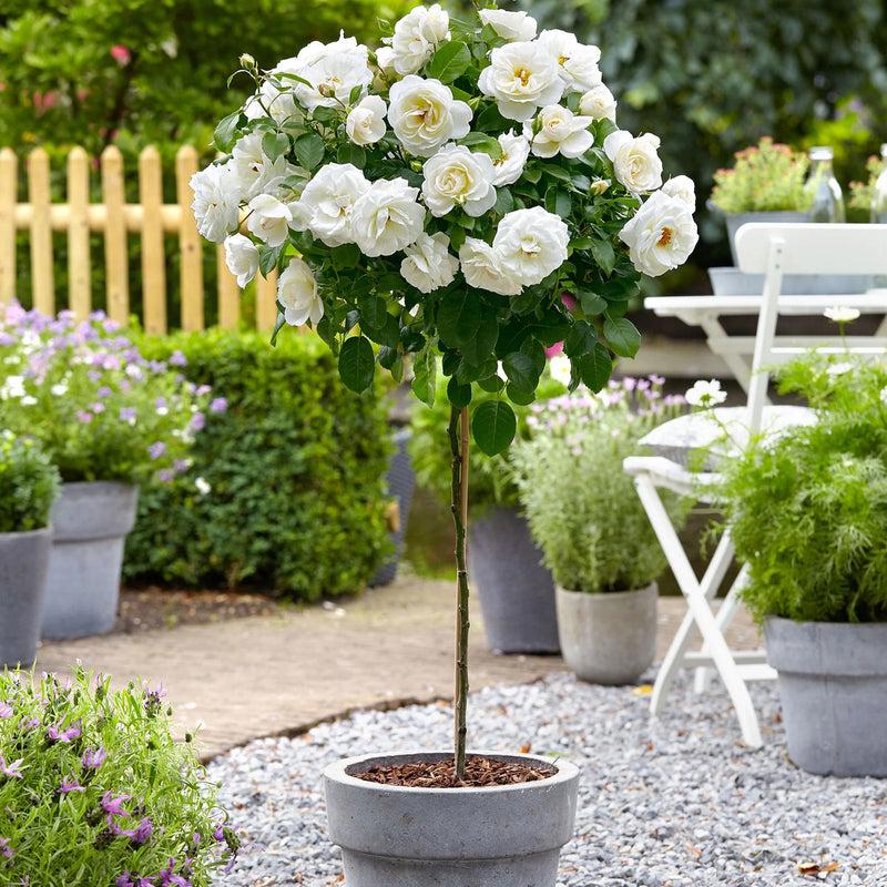 Rosa ‘Iceberg’ (White Iceberg Rose Standard)