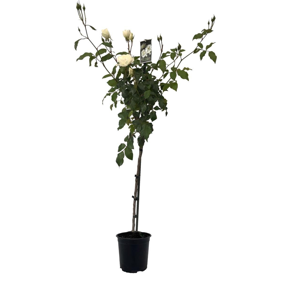 Rosa ‘Iceberg’ (White Iceberg Rose Standard)