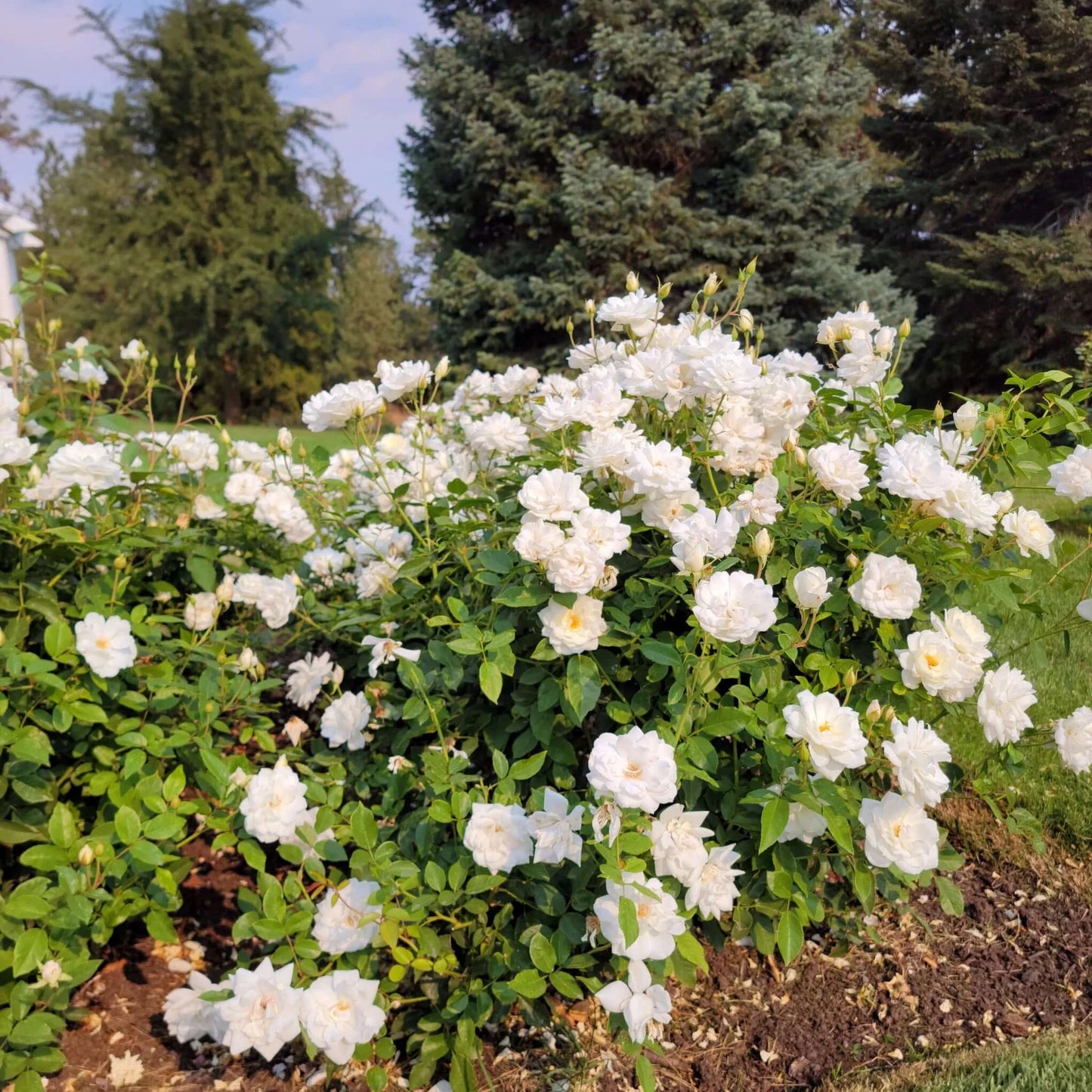 Rosa 'Iceberg' (White Iceberg Floribunda Rose)
