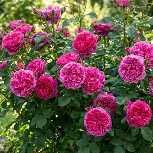 Rosa ‘James L. Austin’