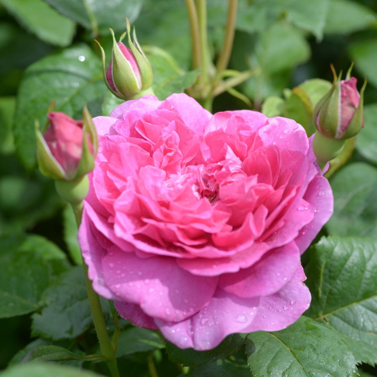 Rosa ‘James L. Austin’