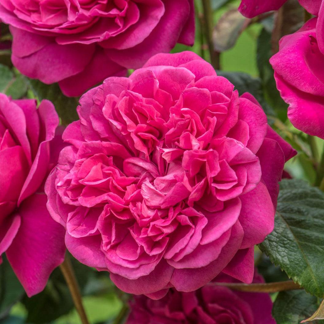 Rosa ‘James L. Austin’