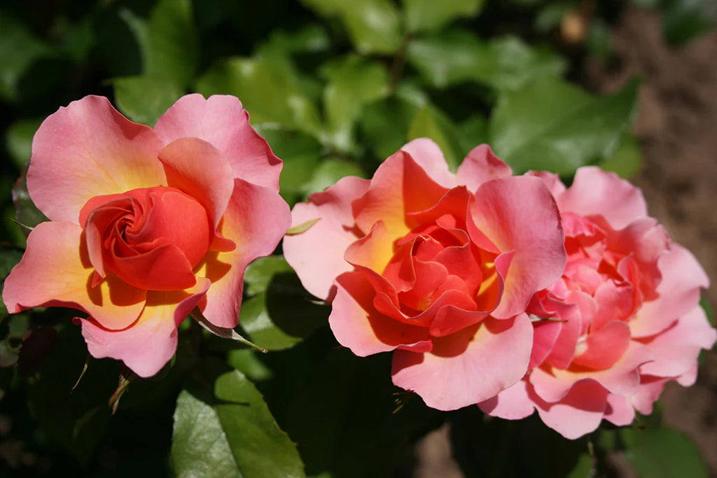 Rosa ‘Jodi Lee’ (Floribunda Rose)
