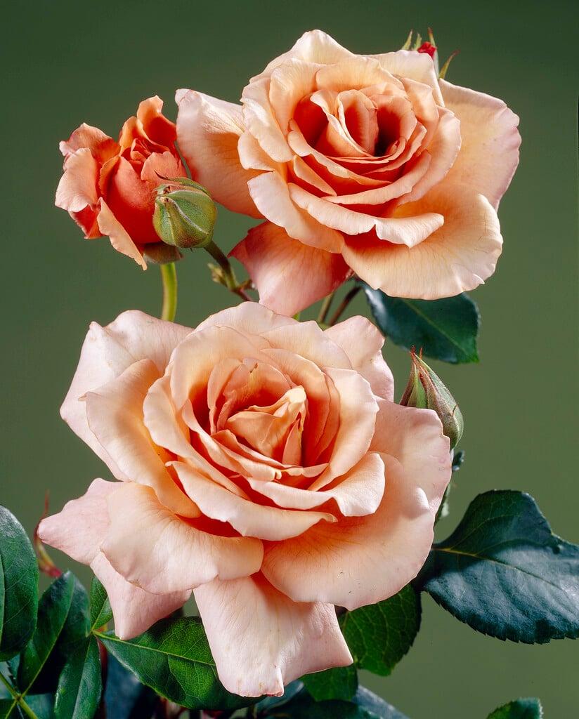 Rosa 'Julia's Rose' (Julia's Rose Hybrid Tea Rose)