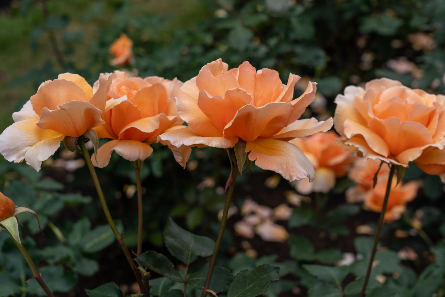 Rosa 'Just Joey' (Just Joey Hybrid Tea Rose)