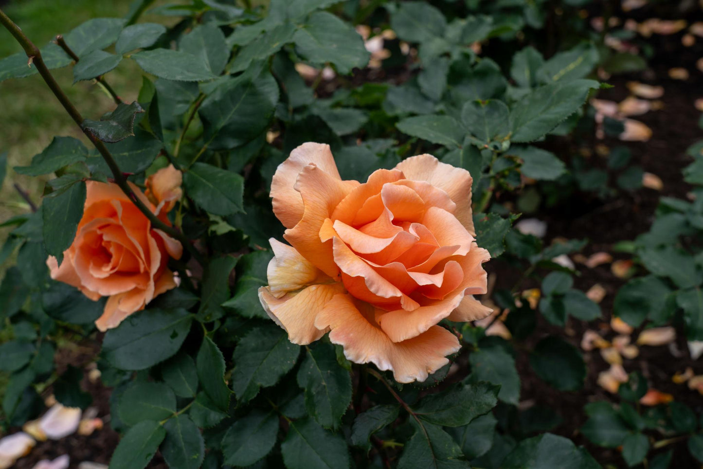 Rosa 'Just Joey' (Just Joey Hybrid Tea Rose)