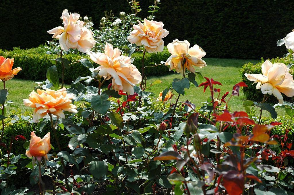 Rosa 'Just Joey' (Just Joey Hybrid Tea Rose)
