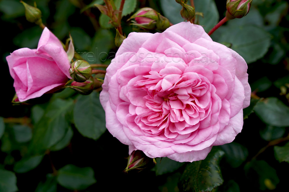 Rosa 'Sweet Laguna' (Sweet Laguna Climbing Rose)