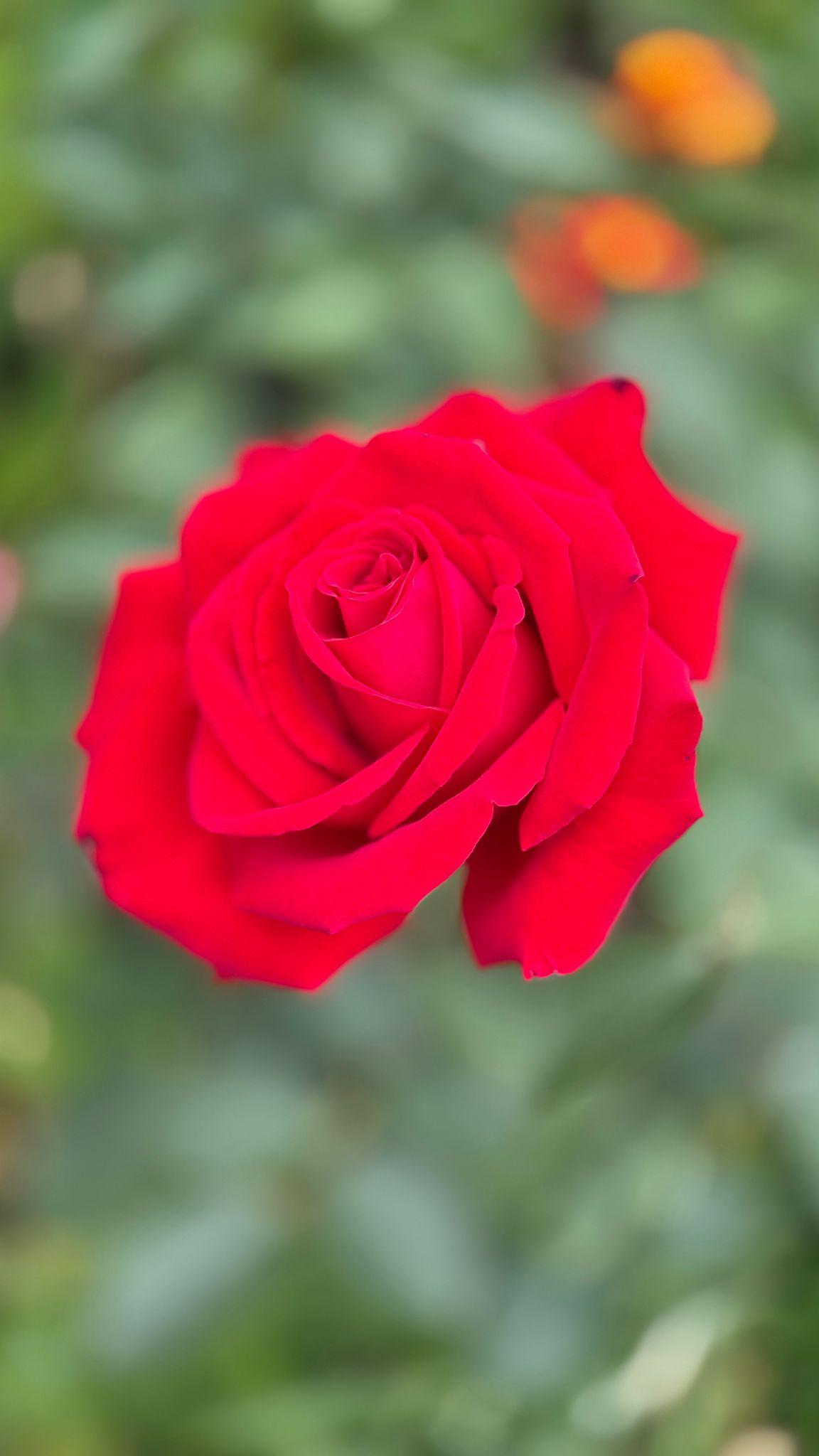 Rosa ‘Kardinal’ (Hybrid Tea Rose)