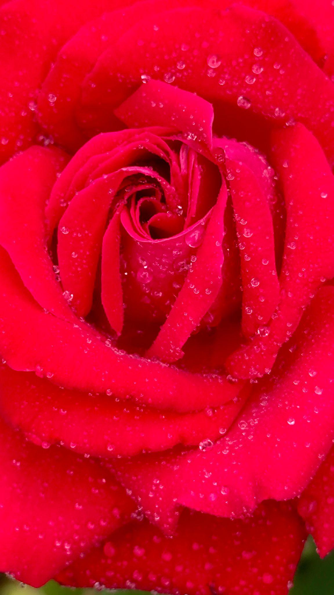 Rosa ‘Kardinal’ (Hybrid Tea Rose)