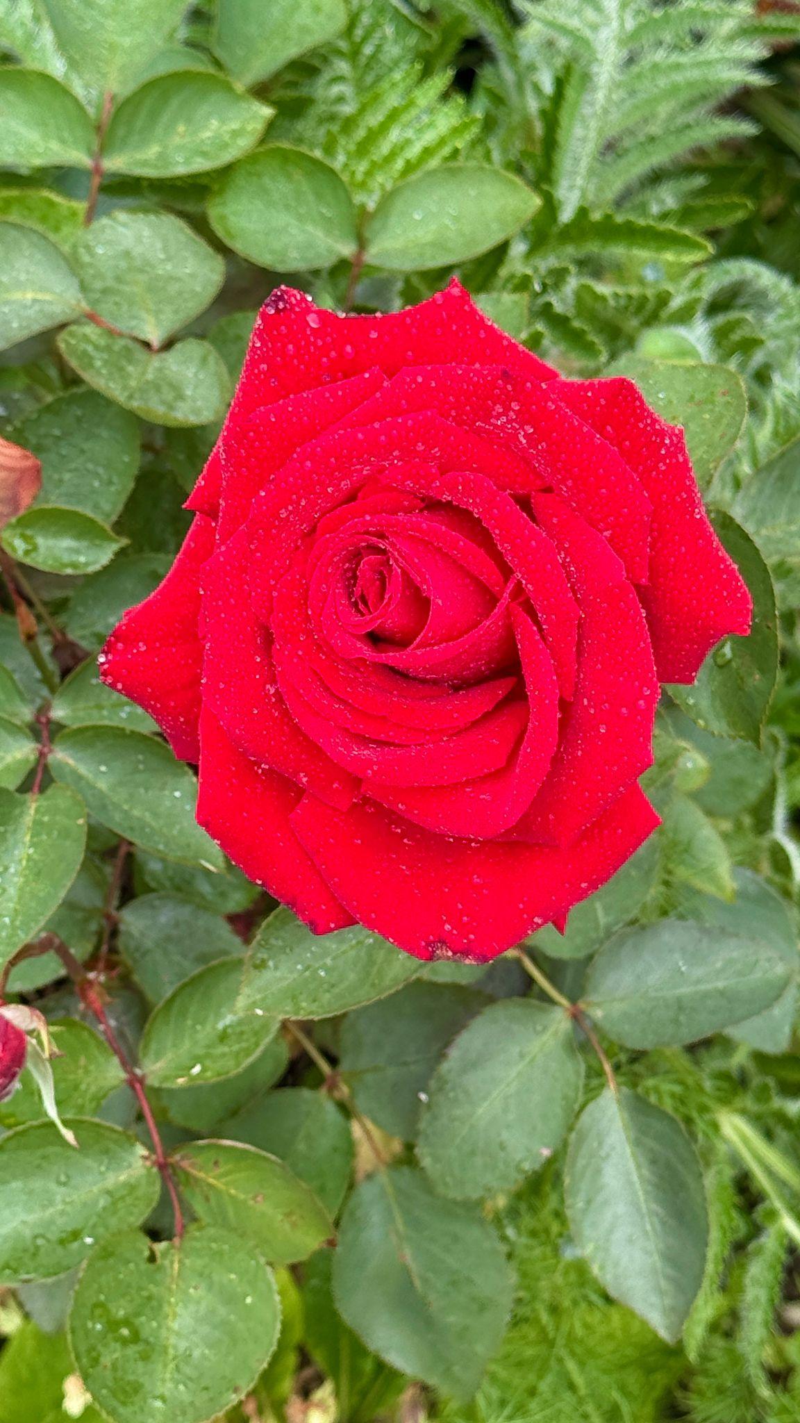 Rosa ‘Kardinal’ (Hybrid Tea Rose)