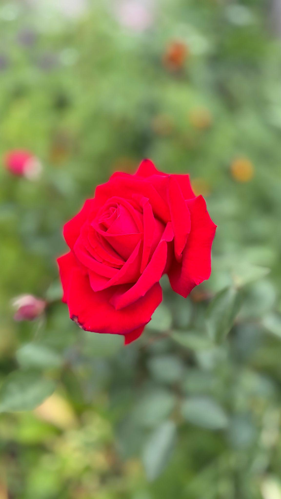 Rosa ‘Kardinal’ (Hybrid Tea Rose)