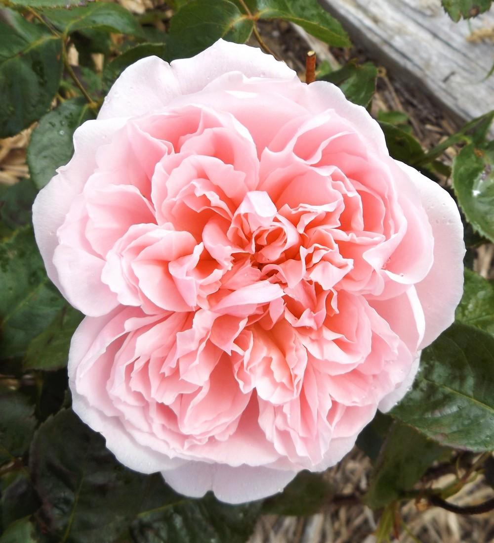 Rosa ‘Kathryn Morley’ (Kathryn Morley English Shrub Rose)