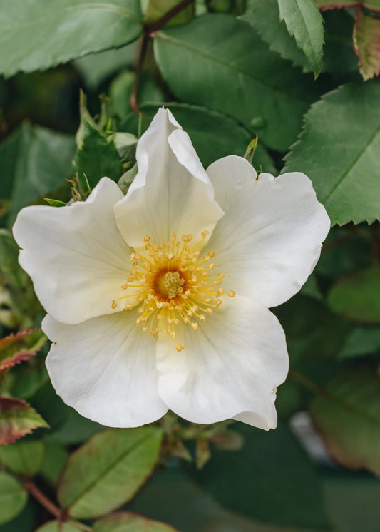 Rosa 'Kew Gardens' (Kew Gardens English Rose)