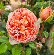 Rosa 'Kormamtiza' (Afternoon Delight Floribunda Rose)