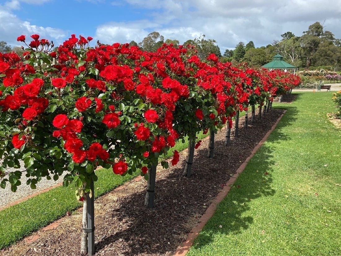 Rosa ‘La Sevillana’ (La Sevillana Rose) Standards