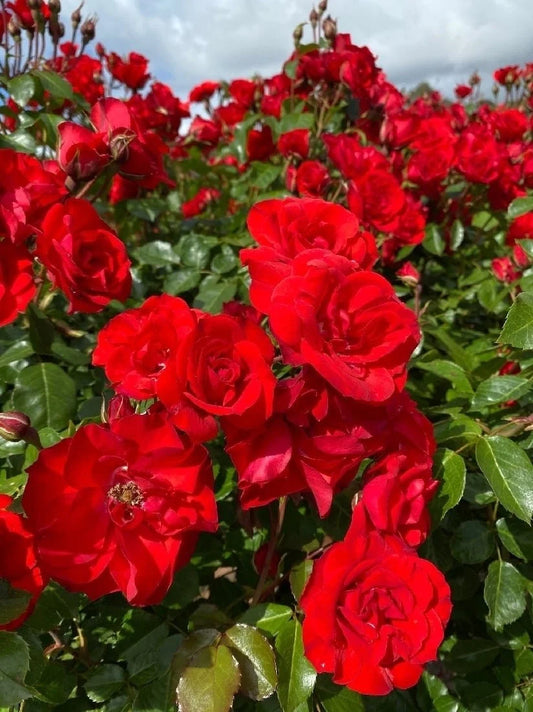 Rosa ‘La Sevillana’ (La Sevillana Rose) Standards