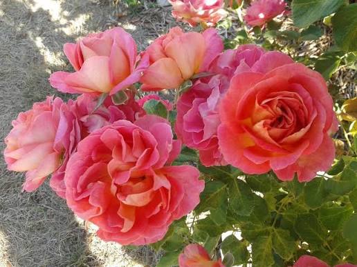 Rosa ‘La Jago’ (Delbard Bush Rose)
