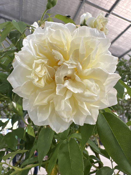 Rosa ‘Lamarque’ (Lamarque Climbing Rose)