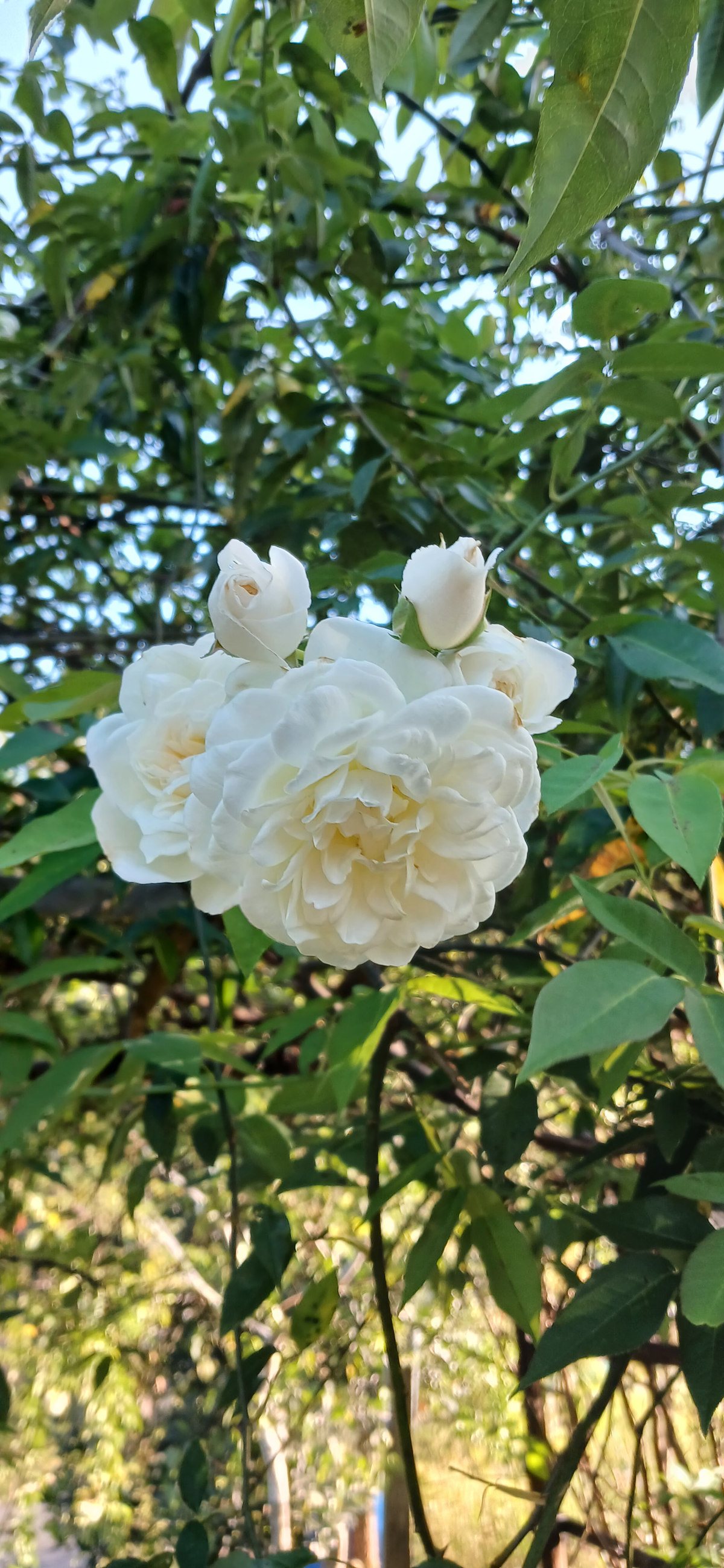Rosa ‘Lamarque’ (Lamarque Climbing Rose)