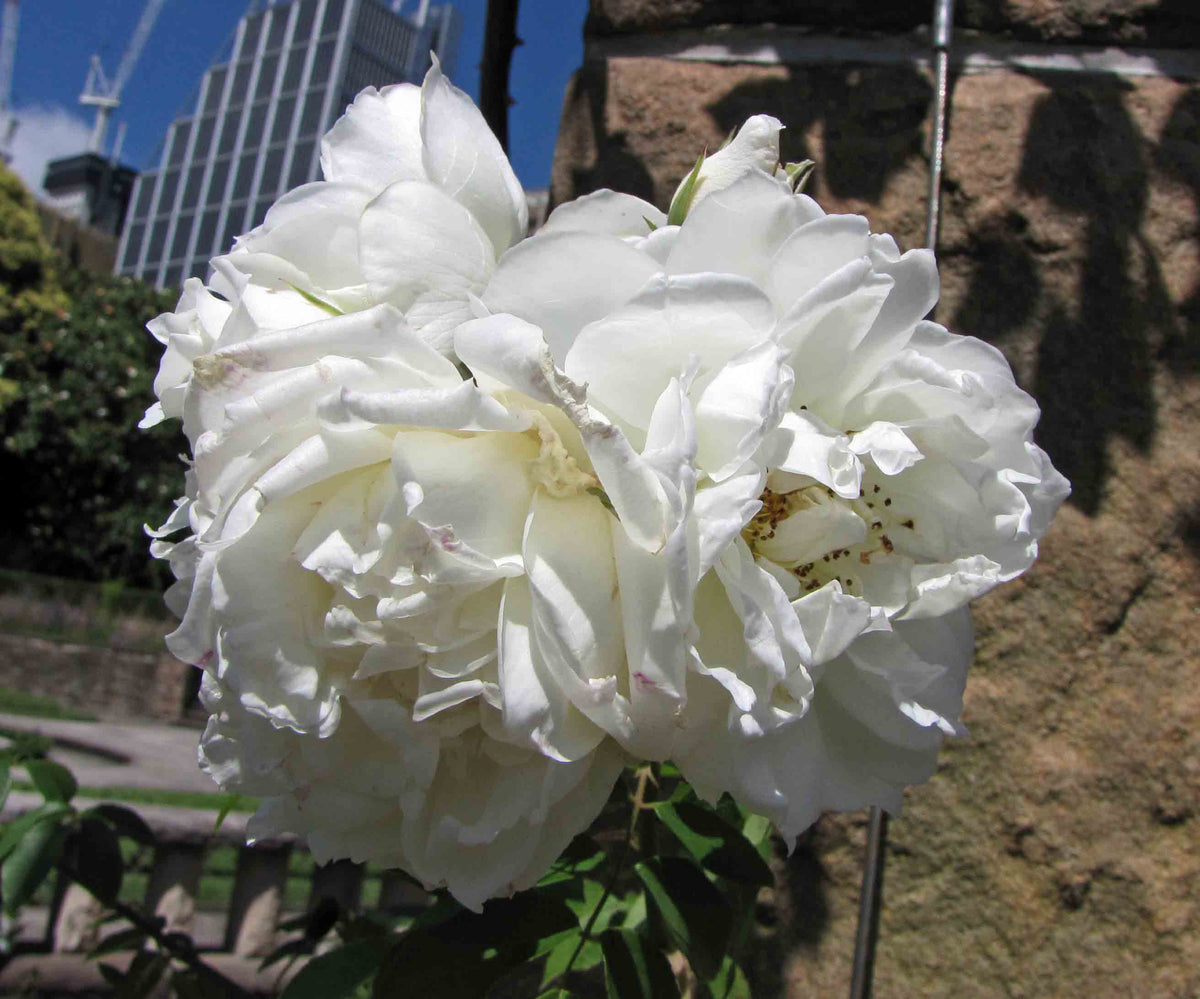 Rosa ‘Lamarque’ (Lamarque Climbing Rose)