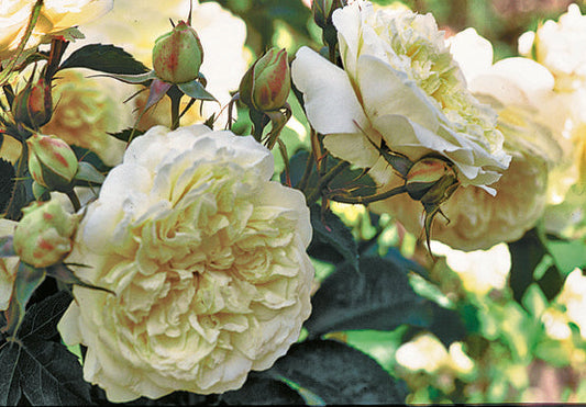 Rosa ‘Lamarque’ (Lamarque Climbing Rose)