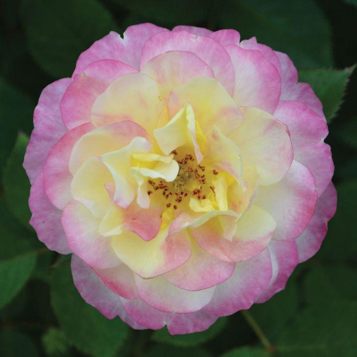 Rosa 'Life Of The Party' (Floribunda Rose)