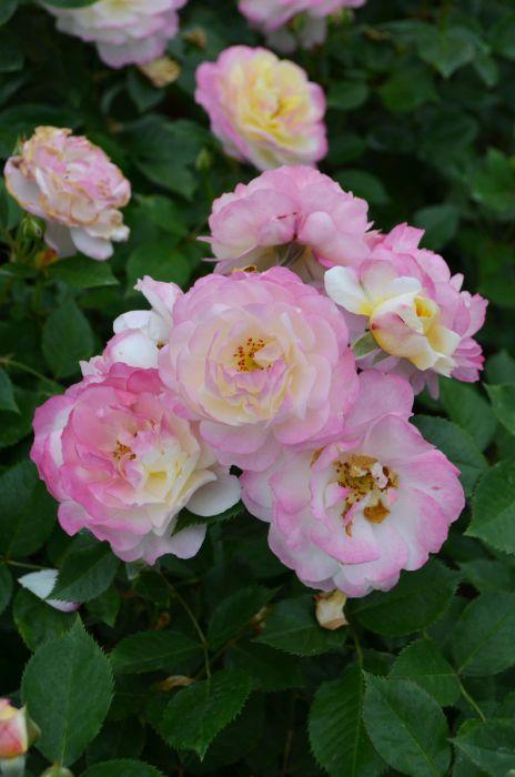 Rosa 'Life Of The Party' (Floribunda Rose)