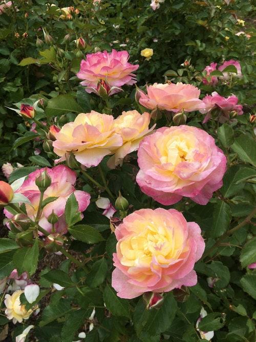 Rosa 'Life Of The Party' (Floribunda Rose)