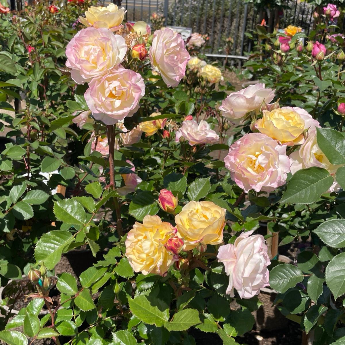 Rosa 'Life Of The Party' (Floribunda Rose)