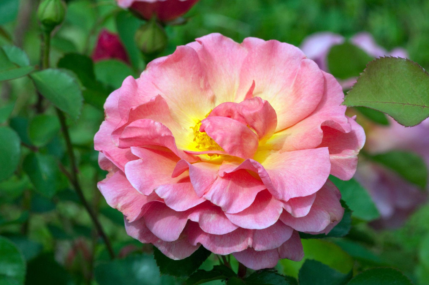 Rosa ‘Lillian Austin’ (Lillian Austin English Shrub Rose)