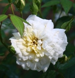 Rosa ‘Softee’ (Softee Rose)