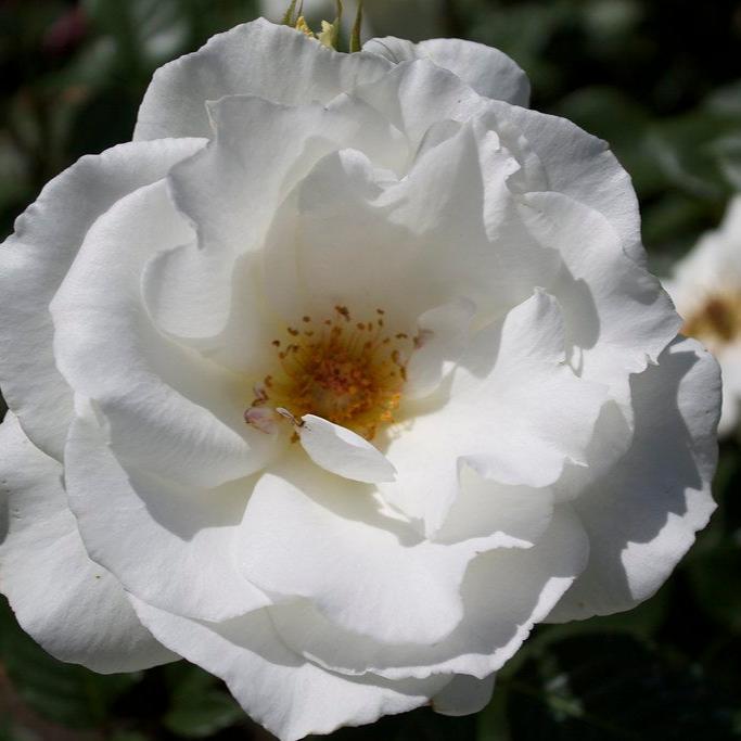 Rosa ‘Margaret Merril’ (Rose)