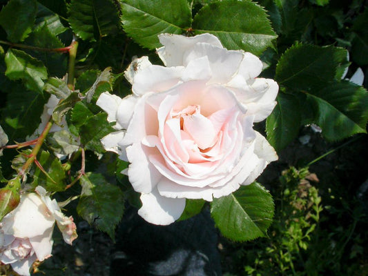 Rosa ‘Margaret Merril’ (Rose)