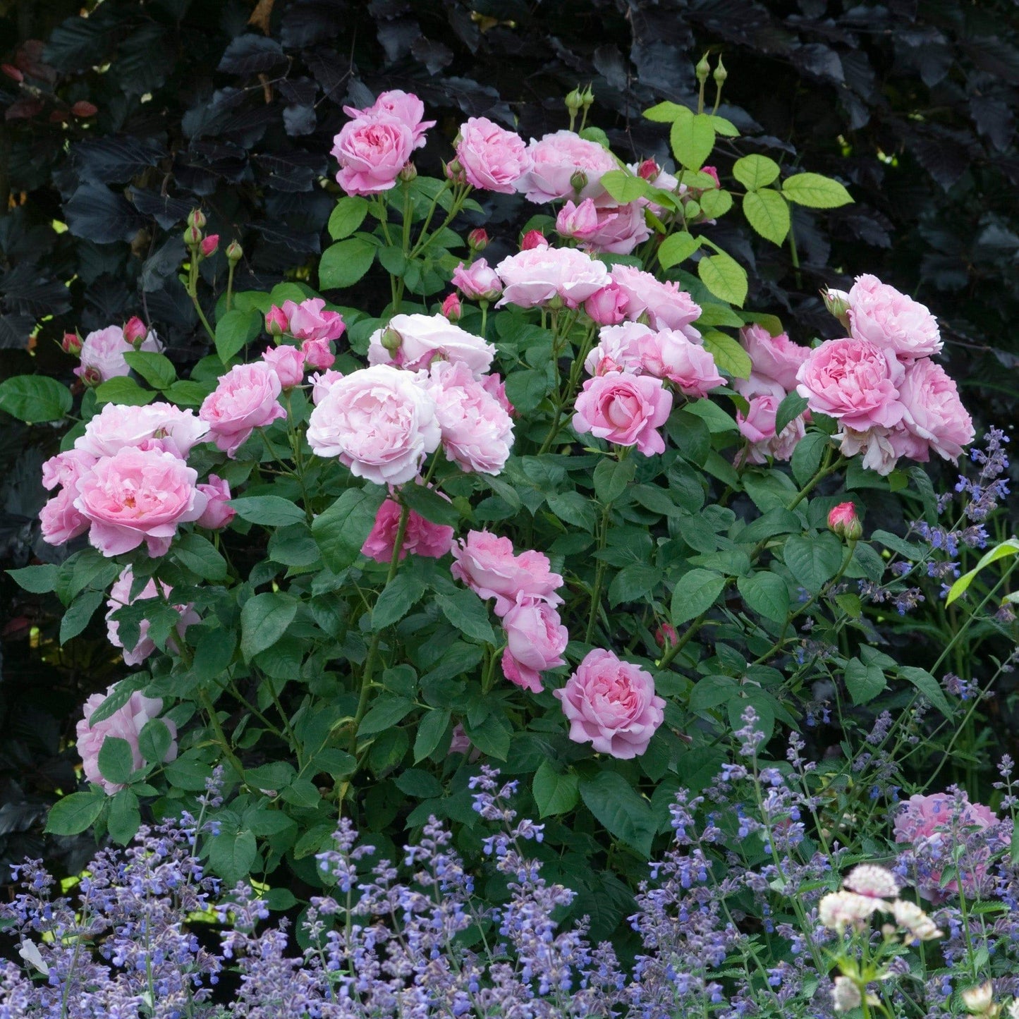 Rosa ‘Mary Rose’ (David Austin Rose)