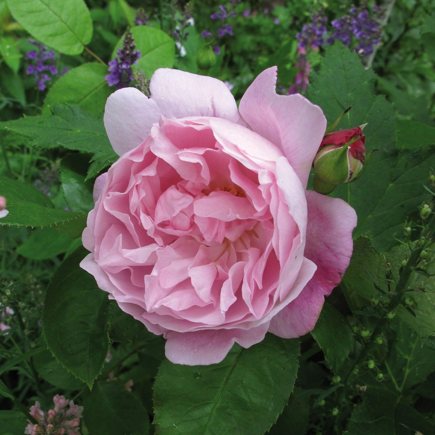 Rosa ‘Mary Rose’ (David Austin Rose)