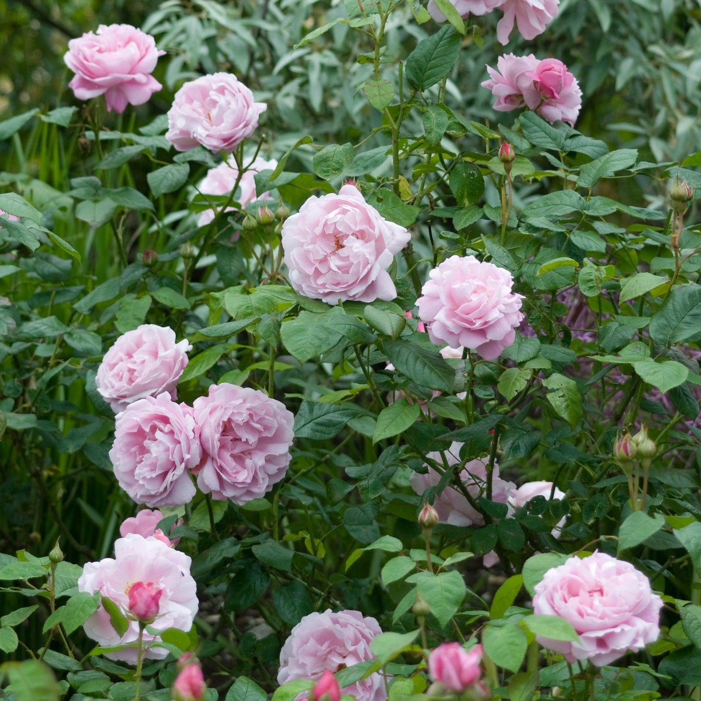 Rosa ‘Mary Rose’ (David Austin Rose)