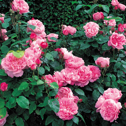 Rosa ‘Mary Rose’ (David Austin Rose)