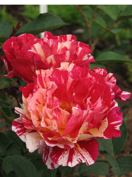 Rosa ‘Maurice Utrillo’ (Hybrid Tea Rose)