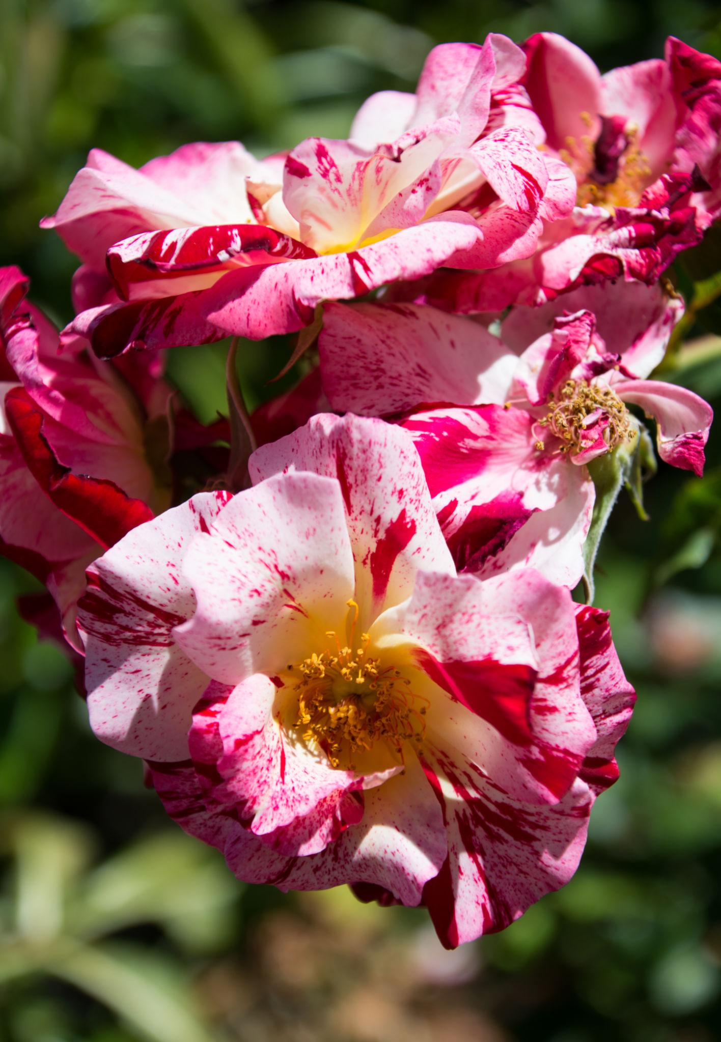 Rosa ‘Maurice Utrillo’ (Hybrid Tea Rose)