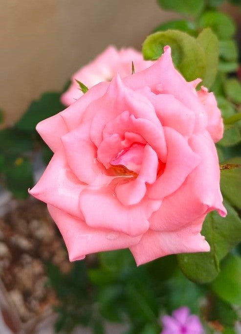 Rosa ‘Montezuma’ (Floribunda Rose)