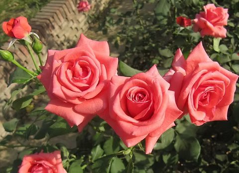 Rosa ‘Montezuma’ (Floribunda Rose)