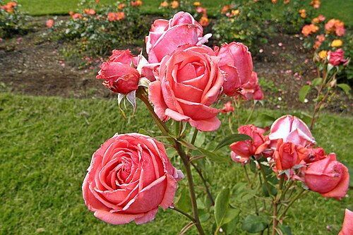 Rosa ‘Montezuma’ (Floribunda Rose)