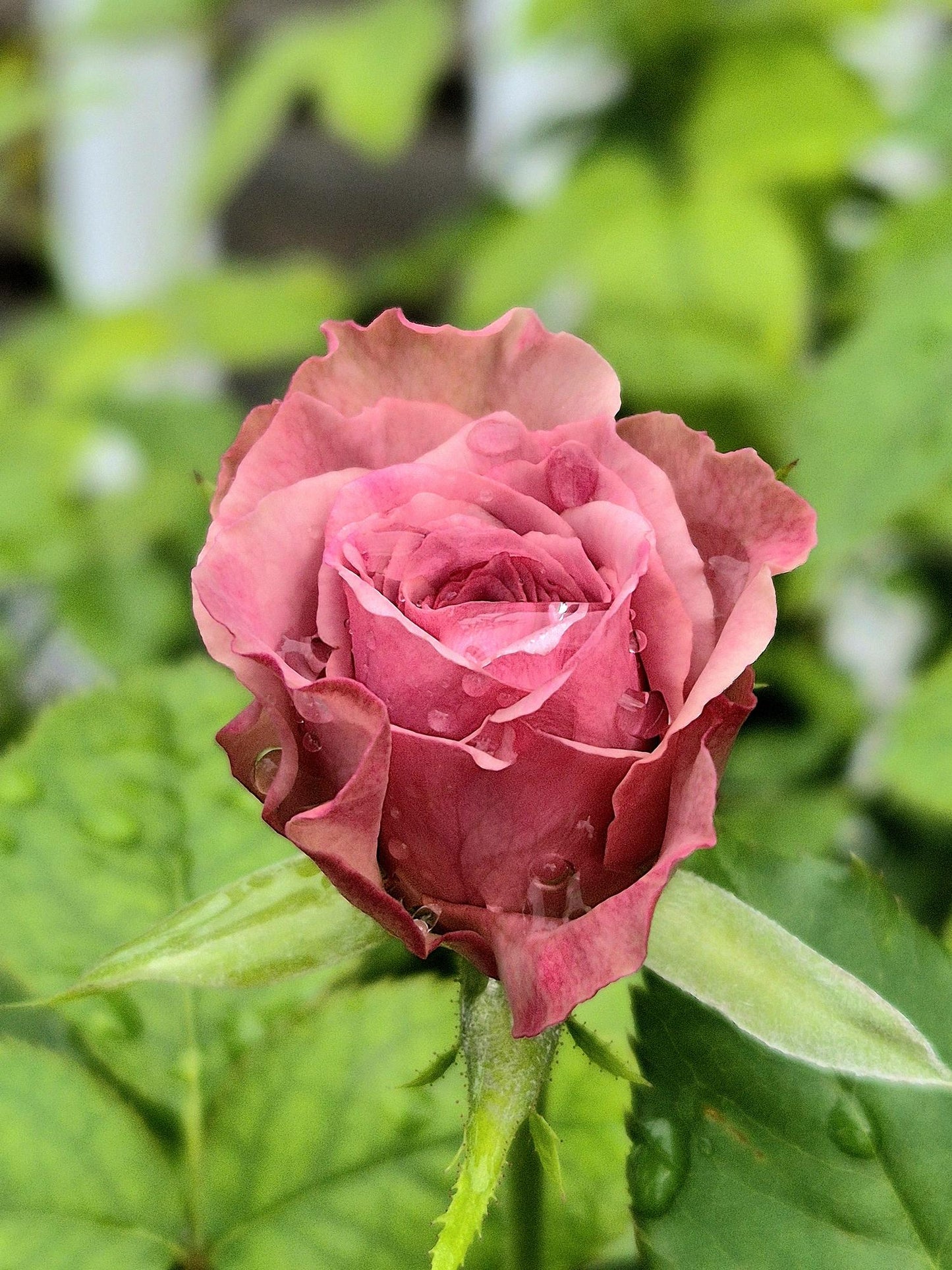 Rosa 'Montmartre' (Hybrid Tea Rose)