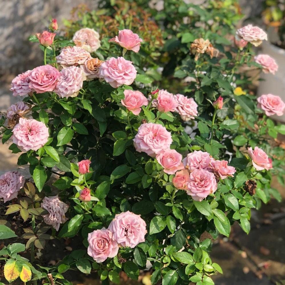 Rosa 'Montmartre' (Hybrid Tea Rose)