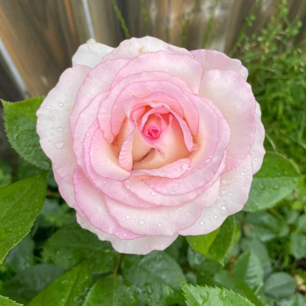 Rosa 'Moonstone' (Hybrid Tea Rose)
