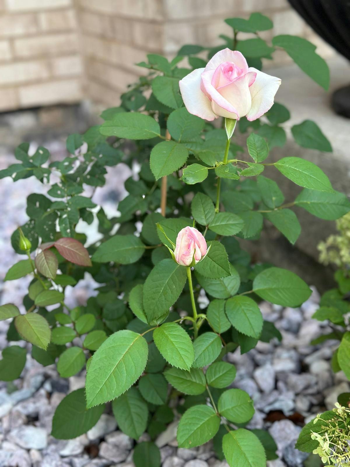 Rosa 'Moonstone' (Hybrid Tea Rose)