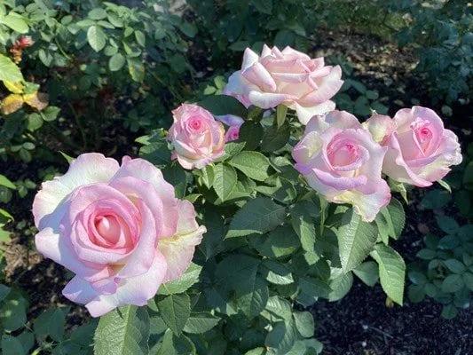 Rosa 'Moonstone' (Hybrid Tea Rose)