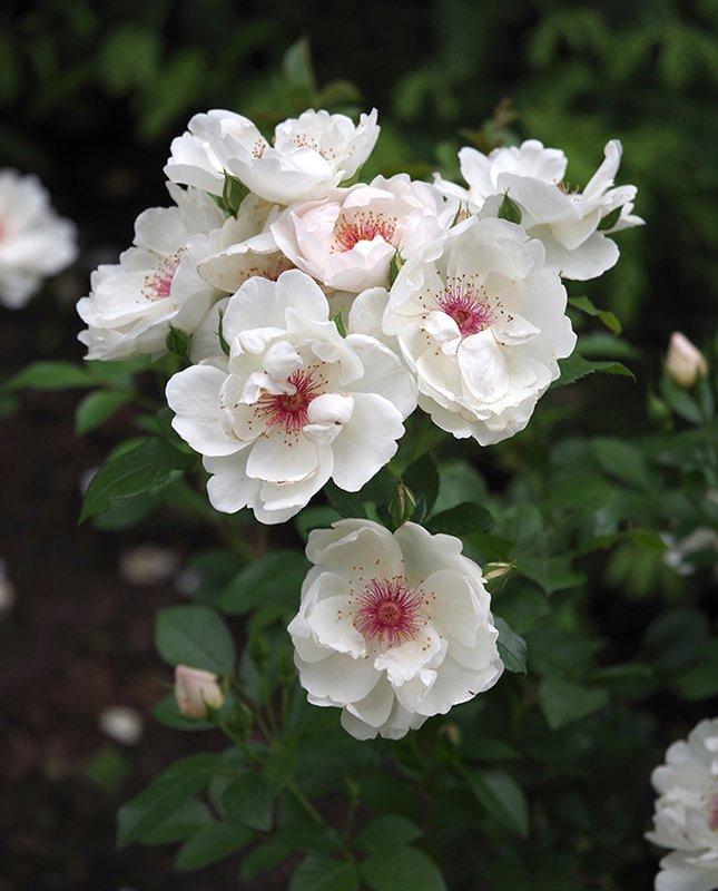 Rosa 'Mount Shasta' (Mount Shasta Hybrid Tea Rose)